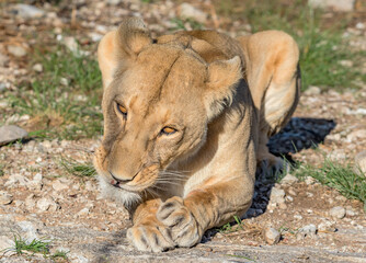 Portrait of a young lioness in Chobe National Park, Botswana