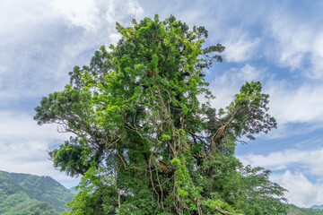 貝原棚田