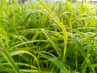 green grass with dew drops