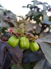 gooseberries on a branch
