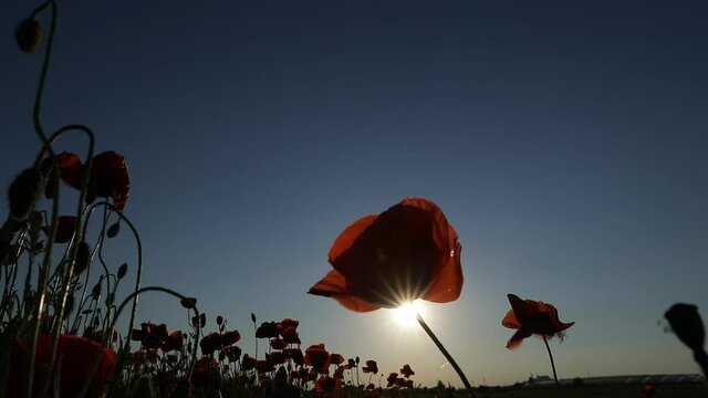 poppies in the sunset