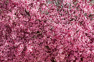 Fototapeta premium Almond tree in bloom. Spring pink flower. Background.