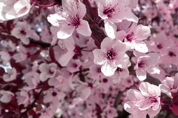 Spring pink flower. Almond tree in bloom.