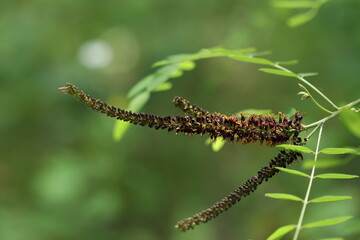 A beautiful forest plant. The plant grows in the forest. 