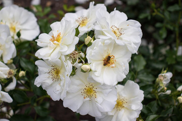 białe kwiaty, biała róża, pszczółka, pszczoła na kwiatku, owady zapylające