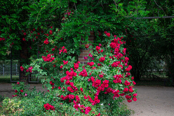 tajemniczy ogród, przejście, czerwone róże, ogród, przyroda, kwiaty oplatające mur , park 