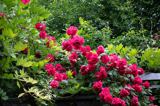 ogród różany, róże, pnącza, roślinność, róże zwisające, natura , przyroda © Karolina