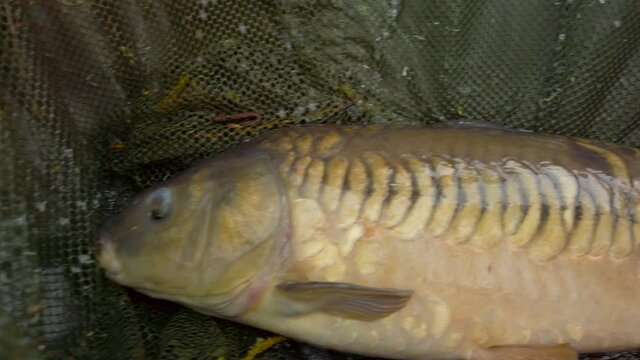 A Large Carp Caught in a Fishing Cradle Alive in the British Countryside of Norwich. Pan Left to Right Overhead Shot.