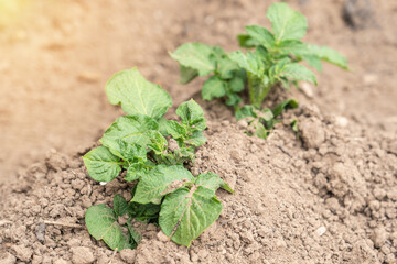 Young potato bush sprouted after planting in the field