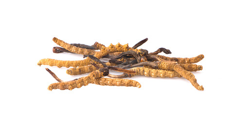 Ophiocordyceps sinensis (CHONG CAO, DONG CHONG XIA CAO) or mushroom cordyceps this is a herbs on...
