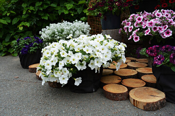 White, red, pink and purple garden flowers in black pots on wooden saw cuts in the street
