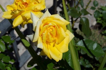 Rosa amarilla en el jardín