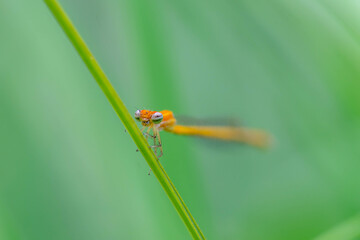 モートンイトトンボ