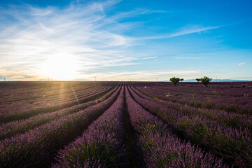 Naklejka na ściany i meble Beautiful flowers lines of lavender purple field with sun in background - travel amazing places