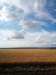 Obraz premium wheat field and sky