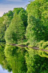 Natural landscape of trees reflecting in the water of a forest lake