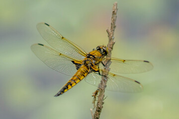 ヨツボシトンボ