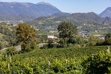 Picturesque hills with vineyards of the Prosecco sparkling wine region between Valdobbiadene and...