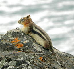 golden-mantled squirrel sitting on a boulder next to  lake minewanka in banff national  park, alberta, canada