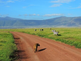 Obraz premium hyena crossing the road amongst zebras grazing on safari with a mountain backdrop in ngorongoro crater, tanzania, africa
