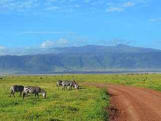 zebras grazing by the dirt road on a sunny day on safari with a mountain backdrop in ngorongoro crater, tanzania,  africa © Nina