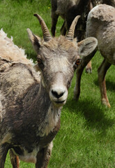    curious rocky mountain big horn sheep ewe in the grass at banff national park, alberta, canada  