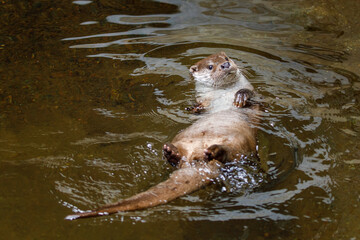 European river otter, Lutra lutra, swimming on back in clear water. Adorable fur coat animal with long tail. Endangered fish predator in nature. Wild animal in brook. Habitat Europe, Asia. - obrazy, fototapety, plakaty