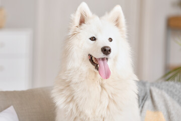 Cute Samoyed dog in room
