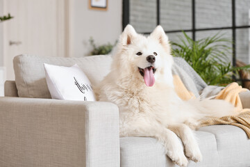 Cute Samoyed dog lying on sofa in living room