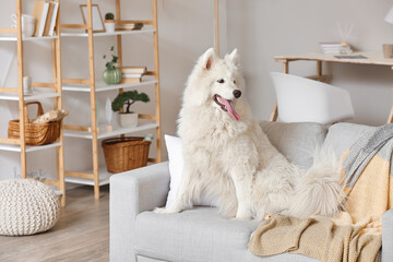 Cute Samoyed dog on sofa in living room