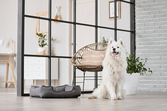 Cute Samoyed Dog In Living Room