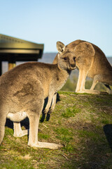 オーストラリアの野生のカンガルー