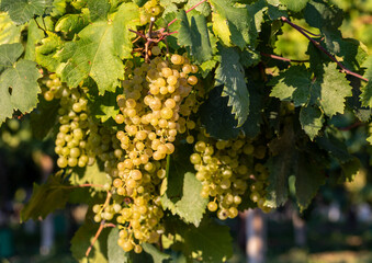 Prosecco white grapes on a vineyard befor harvesting in Valdobbiadene hills. Veneto. Italy
