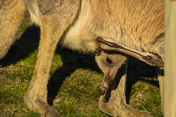 オーストラリアの野生のカンガルー　袋に入っている赤ちゃん