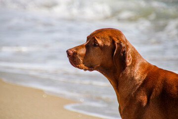 dog on the beach close view