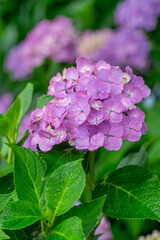 Fototapeta premium 性海寺の紫陽花