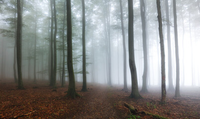 Fototapeta premium Forest with mist, Foggy woods. Nature landscape