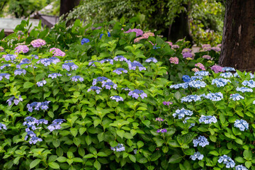 性海寺の紫陽花