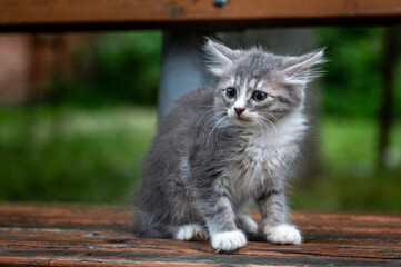 Fototapeta na wymiar Portrait of a little gray kitten. Gray cat in park daytime lighting