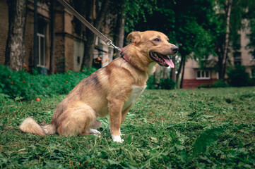 Portrait of a ginger dog outdoor. Mongrel dog