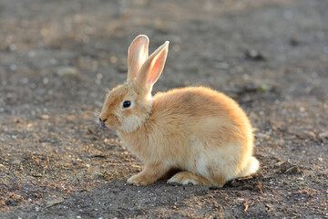 Brown bunny rabbit lying in field illuminated by the sun