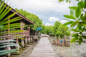 Fototapeta na wymiar Bang pakong mangrove forest chachoengsao