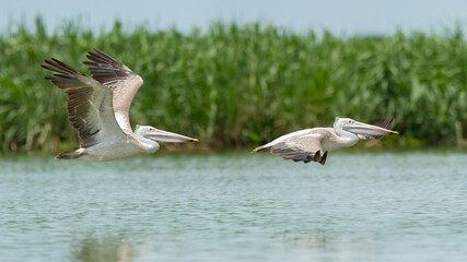 Two Spot-billed Pelicans in flight