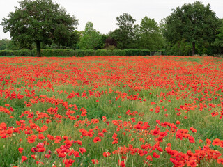 Meadow with Lots of Red Tulip Flowers in Spring