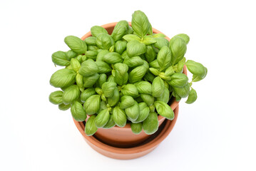 Top view freshness plant basil or Italy basil with green narrow leaves on white background isolated and clipping path, often use asia kitchen,  aroma and decoration in plate, herbe plant concept.