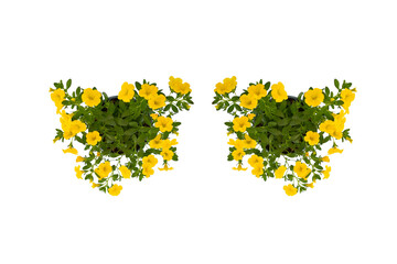 Freshness beautiful yellow, petunia colorful petunia and white grandiflora flower in green leaves growing and blooming on white background and clipping path form as eyeglass, top view.