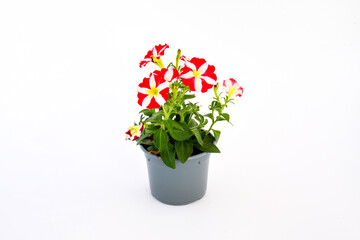 Freshness beautiful stip red and white petals of petunia,colorful petunia and grandiflora flower in green leaves growing and blooming on white background. - obrazy, fototapety, plakaty