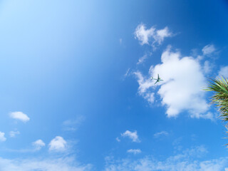 沖縄の空、アダンの木の上空を通過する旅客機