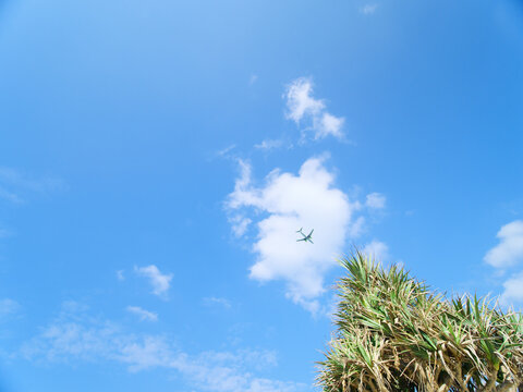 沖縄の空、アダンの木の上空を通過する旅客機