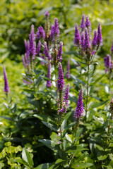Purple Flower, Southside of Chicago